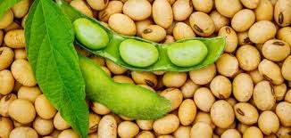 ويعرف فول الصويا علمياً باسم glycine max أو glycine soja من الفصيلة البقولية leguminosae. Ù…Ø§ ÙÙˆØ§Ø¦Ø¯ ÙˆØ£Ø¶Ø±Ø§Ø± ÙÙˆÙ„ Ø§Ù„ØµÙˆÙŠØ§ Ù…ÙˆØ³ÙˆØ¹Ø© Ø¹ÙŠÙ†