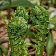 Discover savings on ferns potted plants & more. How To Grow Ostrich Fern A Native Plant Dengarden
