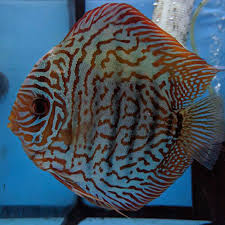 We did not find results for: Tiger Turquoise Discus Wattley Discus