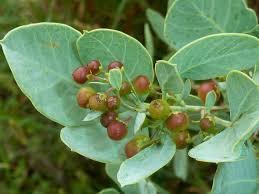 Image result for Scutia myrtina