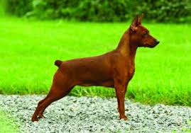 Maybe you would like to learn more about one of these? Miniature Pinscher Dog Breed Profile Petfinder
