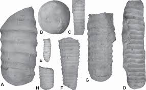 Image result for Orthopichonia