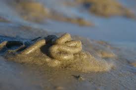 Image result for Aneilema arenicola