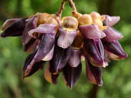 Image result for Mucuna poggei