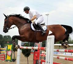 We did not find results for: Reiten Pferdesportler Aus Viersen Verbessern Ihre Turnierbilanz 2019