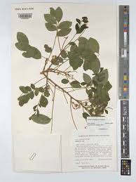 Image result for Ateleia herbert-smithii