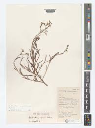 Image result for Aeollanthus rehmannii