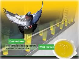 Birds for sale, we have a wide variety of exotic birds for sale at our store. Birdfree Uae