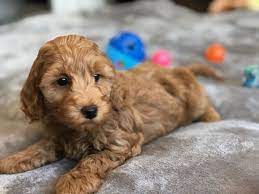 Miniature Labradoodle Mini Doodle Dogs Labradoodle Miniature Doodle Dog Labradoodle
