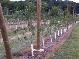 We did not find results for: High Density Apple Tree Planting 2011 Starkbros Apple Garden Fruit Trees Trees To Plant