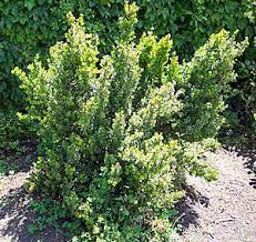African Boxwood Container Google Search Plants Red Geraniums Geraniums
