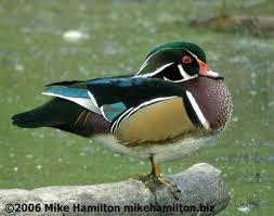 Wood Duck Wood Ducks Animal Sounds Bird