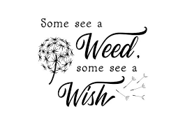 Download Some See A Weed Some See A Wish Svg Cut File By Creative Fabrica Crafts Creative Fabrica Yellowimages Mockups