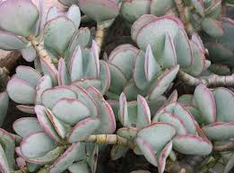 9 Succulent Plants Toxic To Cats Dogs Or Pets Jade Plants Crassula Ovata Succulents