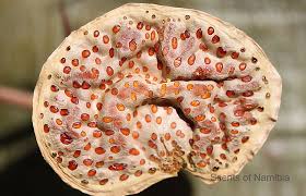 Image result for Colophospermum