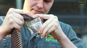 Australian Reptile Park