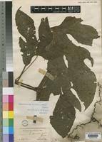 Image result for Ampelocissus abyssinica