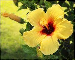Grown throughout the hawaiian islands, the orchid is particularly popular on the big island. What Is The State Flower Of Hawaii Whatsanswer