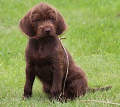 Check spelling or type a new query. Pudelpointer Info Temperament Puppies Pictures