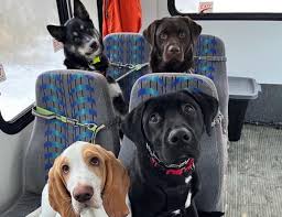 Dogs in Alaska ride a bus like humans with Mo Mountain Mutts - The  Washington Post