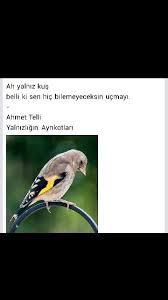 Ah Yalniz Kus Belli Ki Sen Hic Bilmeyeceksin Ucmayi Ahmet Telli Kus