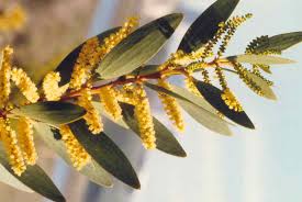 Image result for Acacia longifolia