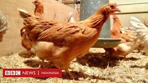 Maybe you would like to learn more about one of these? Telur Ayam Pencegah Kanker Ditemukan Bbc News Indonesia