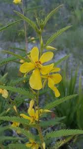 Image result for Chamaecrista paralias