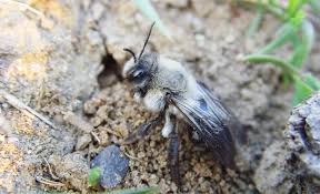 Abtöten darfst du die tiere auch nicht, denn sie sind nicht… sobald es warm wird, nisten sich in einer unserer mauern jährlich bienen ein (wildbienen/mauerbienen?).es sind. Erdbienen Selbst De