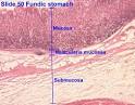 Mucosa - 