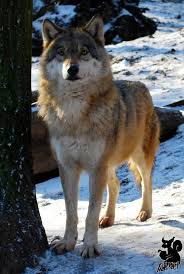 Pin By Veysel Uckun On Wolves X Wolf World Wolf Love Beautiful Wolves