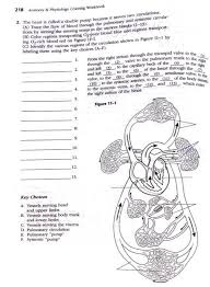 Where can you find the answer key to exploring anatomy and physiology in the laboratory? Solved 218 Anatomy Physiology Coloring Workbook 2 The Chegg Com