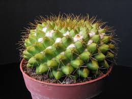 Cacti have one of the most diverse, prettiest and most colorful flowers among succulents. Tubercle Wikipedia