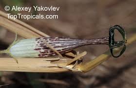 Image result for Ceropegia meyeri