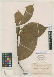 Image result for Cryptocarya