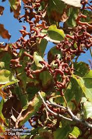 Image result for Hovenia