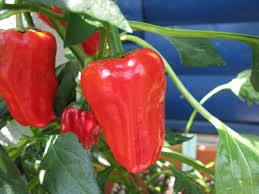 Maybe you would like to learn more about one of these? Pimientos De Padron Milder Chili Spanischer Tapas Chilli Pimento