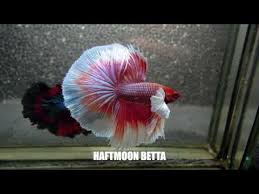Most Beautiful Types Of Betta Fish Betta Fish Names Youtube
