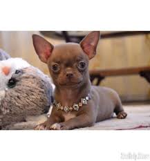 Dad is longhaired apple head chihuahua and mom is a fawn chihuah. Chihuahua For Sale In N Chihuahua For Sale In Nc Chihuahua Chihuahua Dogs Chihuahua Puppies