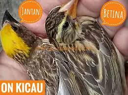 Banyak kicaumania yang lebih senang memelihara cucak jenggot betina, lantaran lebih rajin mengeluarkan suara aslinya: Ciri Ciri Perbedaan Burung Manyar Jantan Dan Betina Paling Akurat On Kicau