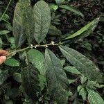 Image result for Octolepis