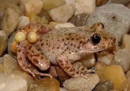 Resultado de imagen de amfibis menjant