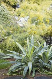 Beschorneria Yuccoides Flora Grubb Garden Design Fg Residence Berkeley Flora Garden Drought Tolerant Garden Flora Grubb