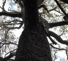 Image result for Schinopsis