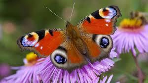 Die Beste Nahrung Was Fressen Schmetterlinge Was Essen Schmetterlinge Tagpfauenauge Insekten