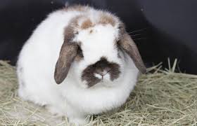 It's funny to watch holland lops on the show table. Mini Holland Lop Bunny Online