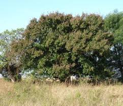 Image result for Combretum mkuzense