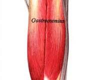 Image of Gastrocnemius muscle anatomy