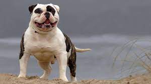 The american bulldog is heaped in myth, mystery and legend. American Bulldog Ebkc European Bully Kennel Club