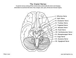 Check spelling or type a new query. Cranial Nerves Of The Brain Coloring Nature Cranial Nerves Nerve Facial Nerve